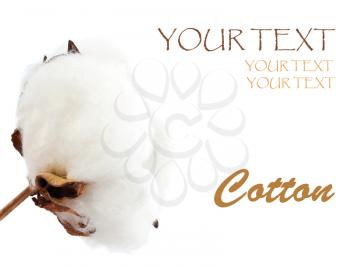Elegant soft cotton isolated on white background