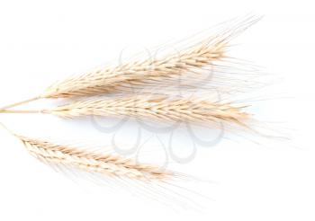 Wheat or barley ears isolated on white