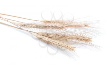 Four wheat ears isolated on the white
