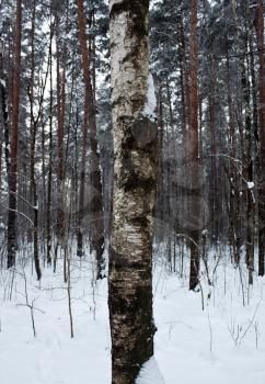 Birch trunk in the winter forest full of snow