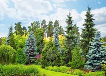Garden with fir trees on beautiful day