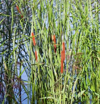 Reed in the sunny day