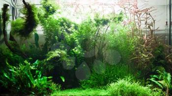 Freshwater tank with different green plants