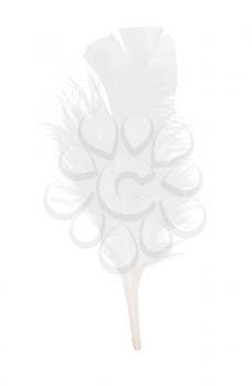 Elegant white feather on white background