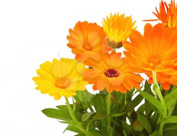 Bunch of the autumn calendula flowers on white background