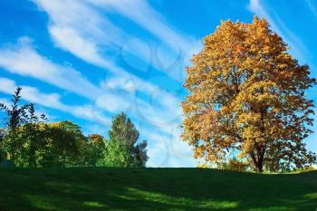 Mapple tree in the autumn meadow