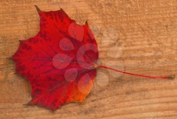 Red autumn maple lea on wooden background