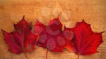 Beautiful red maple leaves on wooden background
