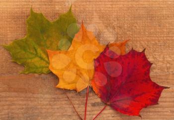 Three maple leaves on wood: red, green and yellow.
