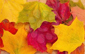 Background from autumn maple leaves