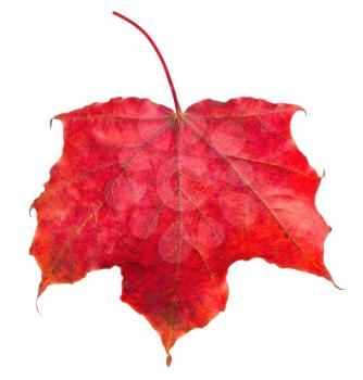 Red maple leaf on white background