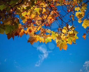 Autumn maole leaves on blue background