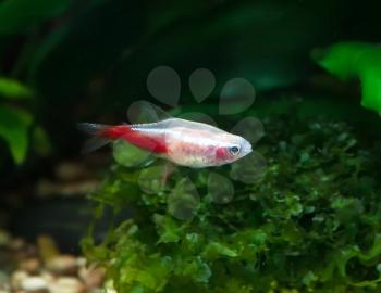 Gold neon tetra freshwater fish in aquarium