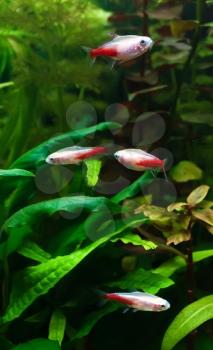 Gold neon tetra freshwater fish in the aquarium