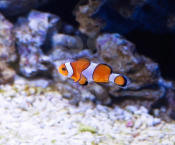 Clown, Tropical aquarium fish