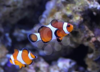 Clown tropical reef fish in salt aquarium