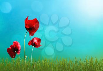 Sunny highlight on sky and green grass with red  poppy