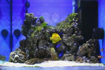 Salt water aquarium with zebrasoma and clown fishs
