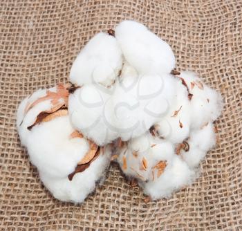 Cotton balls on the sack material