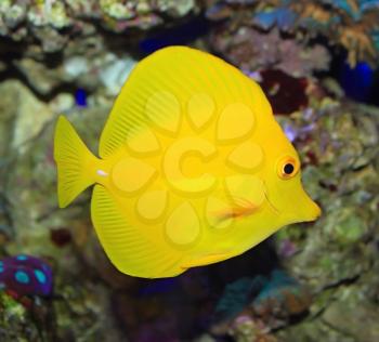 Yellow tropical ocean fish Zebrasoma