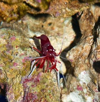 Red shrimp on coral in the saltwater aquarium