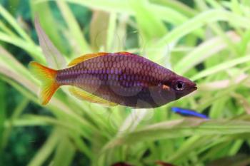 Melanotaenia praecox - middle size aquarium fish with color of neon