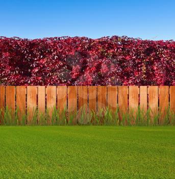 Green grass and autumn wall in sunny day