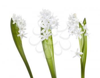Snowdrop flowers on the white background