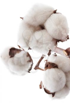 Cotton brunch on white background
