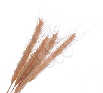 Wheat or barley ears on white background