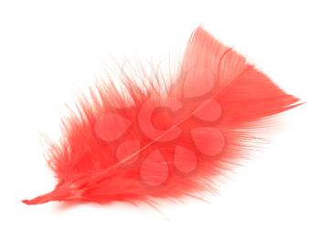 Red feather on the white background