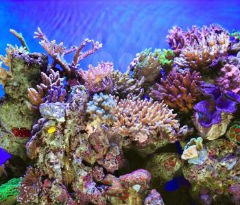 Tropical ocen underwater with corals and fish
