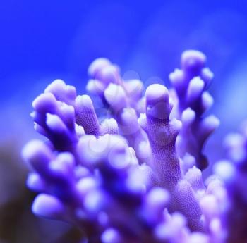 Beautiful tropical ocean coral reef
