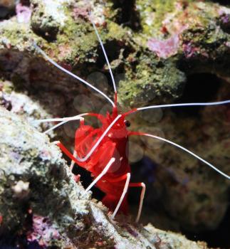 Red marine shrimp in aquarium