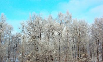 Birch int he winter forest