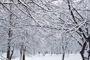 Winter concept of trees in snow