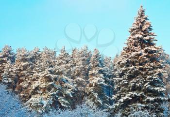 Fur trees on snowy winter day