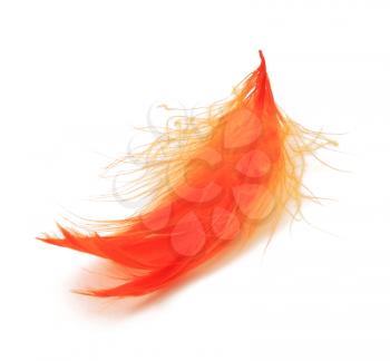 Orange feather on white