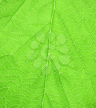 Beautiful fresh green leaf texture