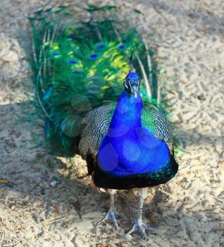 Elegant peacock bird 