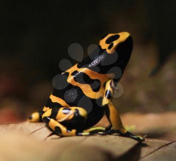 Yellow poisonous frog 