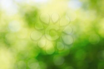 Sunny abstract growing nature background with soft focus