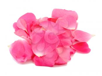 Group of rose petals on white background