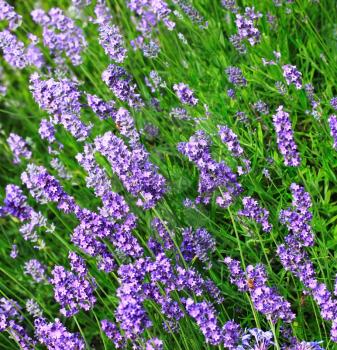 Blue lavender flowers on farm