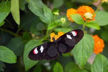 Black butterfly on the orange flower