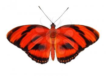 Red tropic butterfly isolated on white
