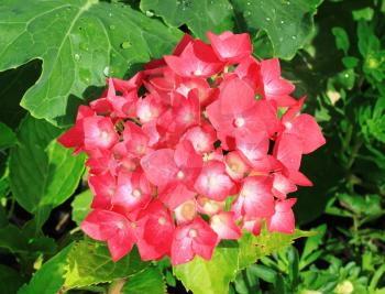 Elegant red hydrangea flower