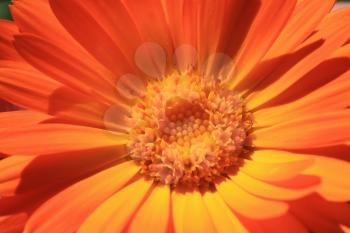 Calendula orange flower 