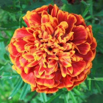 Red marigold (tegetes) flower