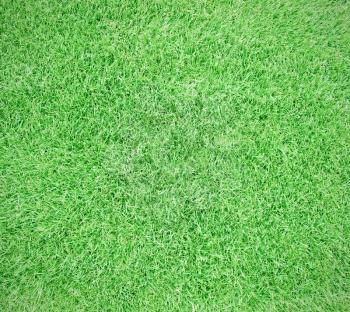 Grean field grass for football